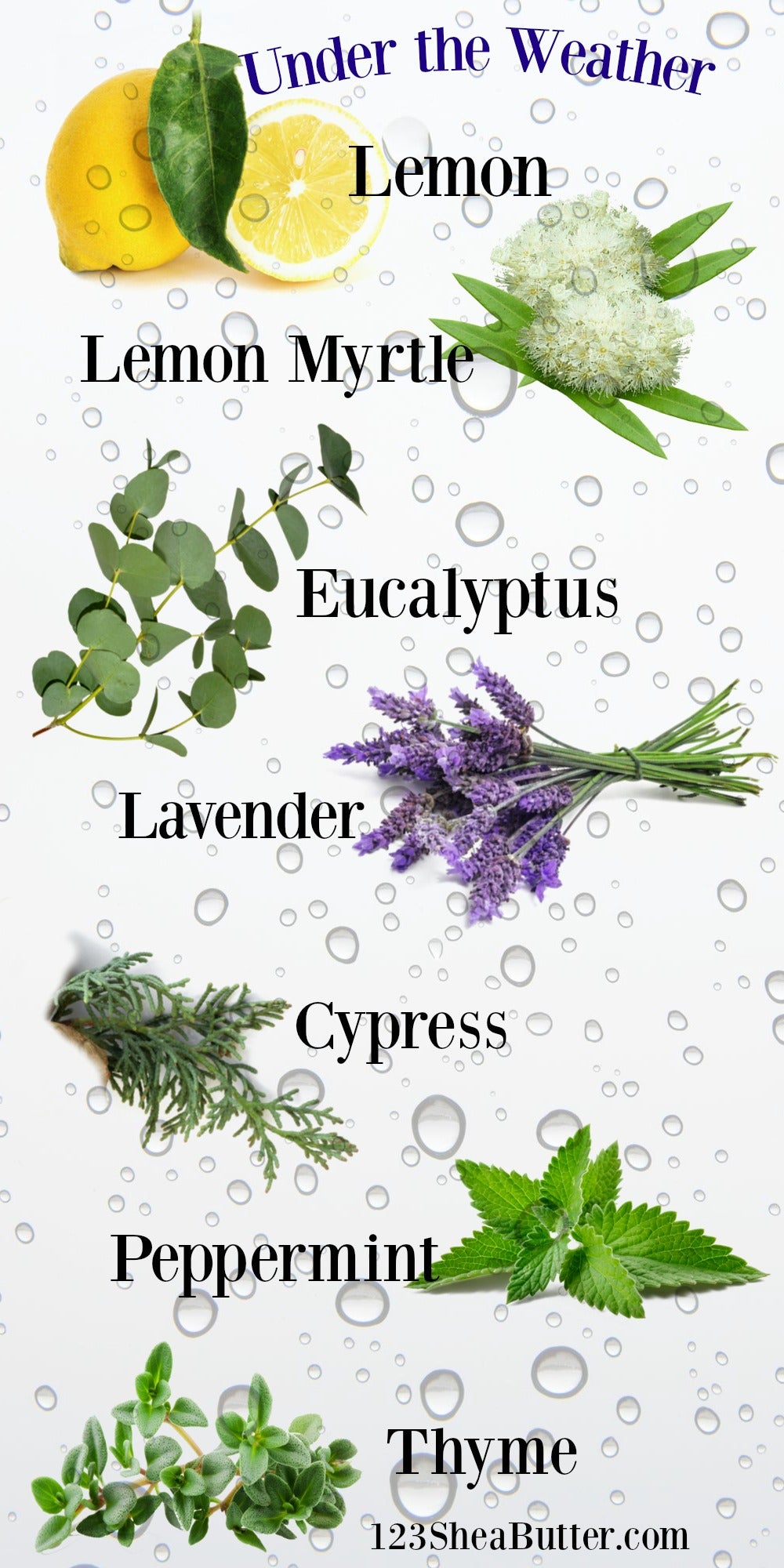 Under the weather ingredients listed with the plant photos behind each word of Lemon, Lemon Myrtle, Eucalyptus, Lavender, Cypress, Peppermint and Thyme